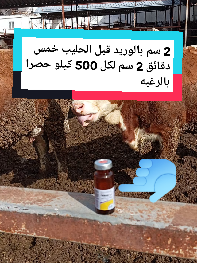 2 سم بالوريد قبل الحليب خمس دقائق 2 سم لكل 500 كيلو حصرا بالرغبه🐮#مشروع #مربح #مزارع #حليب #المغرب🇲🇦تونس🇹🇳الجزائر🇩🇿تركيا🇹🇷_العراق🇮🇶 #هولندا🇳🇱 #المانيا🇩🇪 #الخليج_العربي_اردن_عمان_مصر_تونس_المغرب #ابقار_واغنام_وعجول #الوطن_العربي_تيك_توك #حديثه #ولاده #توم #عجول #تركيا🇹🇷اسطنبول #فولو🙏🏻لايك❤️اكسبلور🙏🏻🌹💫 #foryoupage #fyp #بقر #ارباح @⛎Dr. Abdullah Ali💉 #fyp @قمر بني هاشم @ياسمين ذريفين🇵🇸 🇲🇦♓🇺🇸 @صدريه وافتخر @﮼علوش٥٠٥  