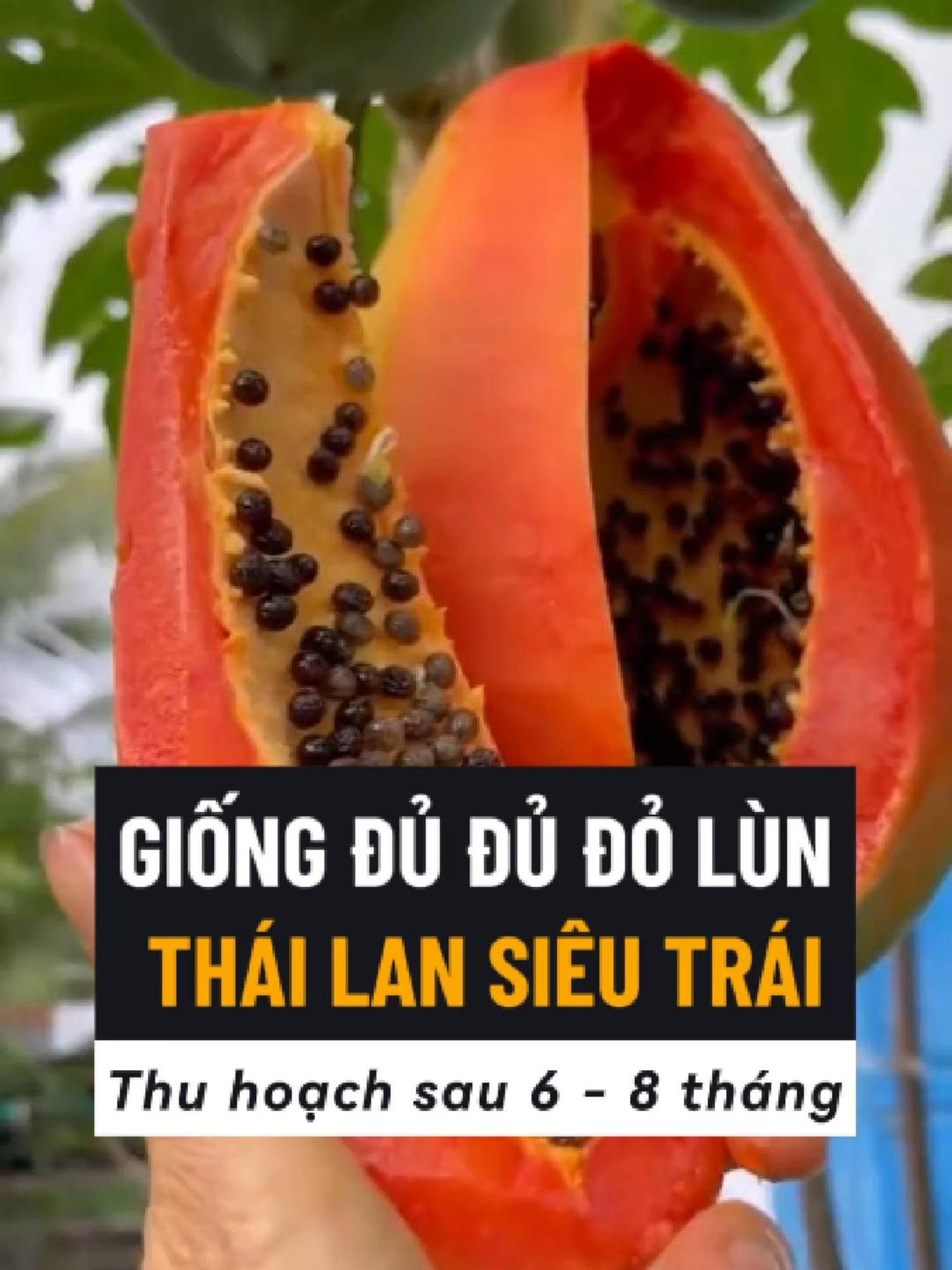Giống Đu Đủ Lùn Thái Lan Sai Trái Thu Hoạch Sau 6 - 8 Tháng. Chịu Nhiệt Tốt Dễ Trồng Dễ Chăm Sóc, Vừa Có Thể Ăn Vừa Có Thể Làm Cảnh #dudu #dududo #dudulun #dududolundo #duduthailan #hatgiong #hatgiongdudu #hatgiongdududo #hatgiongdudulun #hatgiongdudulundo #hatgiongduduthailan #trongdudu #trongdududo #trongdudulun #trongdudulundo #trongduduthailan