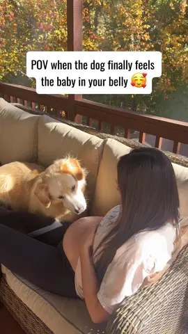 When your dog hears the baby in your belly😘😘#usa🇺🇸#Love #dog #tiktok #cute #doglove #fyp #foryou 