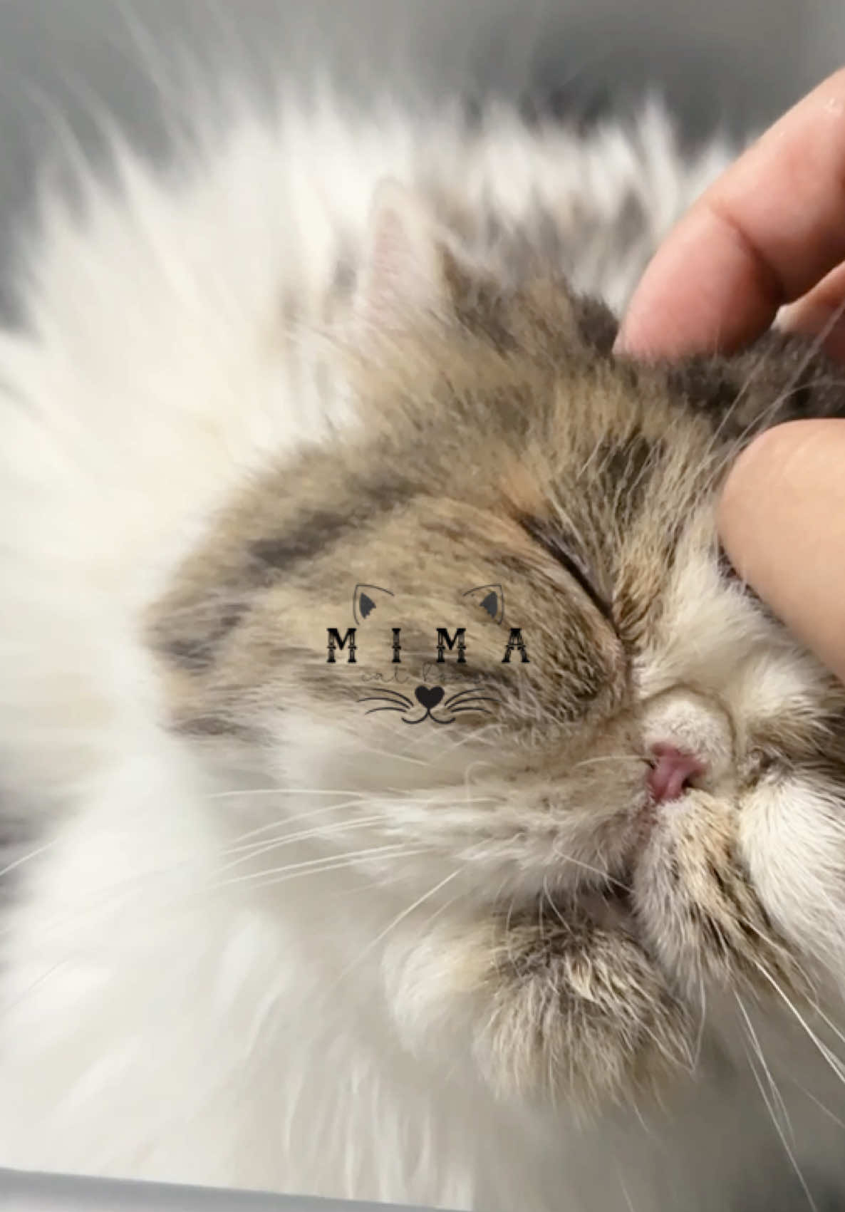 All About TIFFANY-CATS-BARBIE ˚⋆𐙚｡⋆𖦹.✧˚ untuk yg slalu bertanya barbie kenapa? izin cerita yaaah semoga abis ini gak pernah cerita ini, cerita sedih lagi tapi diganti cerita senang senang nya aja yaaa Aamiin. Semoga kami slalu bisa ngasih yg terbaik untuk barbie. Aamiin Bismillahirrahmanirrahim 15 September 2021 ; kami resmi adopsi barbie Kami se suka itu dari hari pertama kami ngeliat barbie di story adopter kedua barbie sebelum kami beberapa bulan lalu. Kami adopter ke 3, iya gak salah barbie sudah sering berpindah pindah seakan tidak ada yg mau menerimanya.  Barbie lahir 01 Desember 2019 Lahir dibandung, dan diadopsi dibawa ke lampung oleh adopter pertama. Januari 2022 ; kami mengadopsi kucing kami yg bernama altis, dan disini lah kami akhirnya tau riwayat barbie🥹💔 (maaf tidak bisa cerita secara detail) Tapi kami sangat terimakasih telah diberitahu, apakah setelah dengar kenyataan pahit kami melepas barbie? Tentu tidak🥹🤍 justru dengan kami tau riwayat sebenarnya, kami semakin yakin untuk keep barbie, dan semakin sayang dan berjanji kalaupun kami melepas kembali tentu dalam keadaan steril terlebih dahulu. Bismillah Allah yg balas semua niat baik kami🥹💛 insyaAllah aku ikhlas, tapi maaf aku gabisa maafin orang yg udah buat barbie setrauma ini.  Bukan prihal uang yg ku keluarkan untuk mengadopsi barbie, tapi lebih ke... slalu bertanya tanya, kok ada yaaa orang sejahat itu naudzubillah min dzalik❤️‍🩹 Februari 2022 ; bulan dimana barbie terus terusan birahi berulang dan tidak berhenti berhenti Jujur kami bingung antara mengkawinkan atau tidak Juni 2022 ; dan kami akhirnya memutus kan untuk mulai terapi barbie ke dokter, yg menurut informasi, beliau tau riwayat Barbie subhanallah.  Agustus 2022 ; Akhirnya barbie mulai bounding dgn kami, iya lama sekali hampir setahun🥲💛 Untuk ngebayangin nya aja kami gak sanggup, apa yg sebenernya barbie alamin dan rasain.  Akhir 2023 akhirnya kami memutuskan untuk stop kawinkan barbie dahulu, karna BB semakin turun dan semenjak kami stop satu kali barbie tidak pernah birahi lagi. Alhamdulillah.. 05-2024 kami vaksin dan disini kami rasa nya mau nyerah karna BB barbie semakin lama semakin turun. Hanya 1,2kg aja🥹💔 kami pun bingung kenapa, makan lahap, mungkin tingkat stress yg tinggi mempengaruhi. Sampe bilang sama dokter, BB udh gk ketolong apa lebih baik di sterill aja? Sudah cek semua normal hanya seperti nya barbie trauma dan butuh waktu.  Sampe akhirnya di akhir desember 2025 barbie birahi🥲 iya, 2tahun baru barbie birahi lagi😭😭😭 Dikarenakan BB barbie sudah mulai lebih stabil, barbie lebih happy, sudah lebih tenang Dan karna sudah lama sekali tidak kawinkan, kami memutuskan untuk kawin kan Awalnya kami gak berharap lebih dengan riwayat barbie Tapi, semakin lama bb barbie semakin naik drastis sampai terakhir di 3kg lebih. nafsu makan bertambah, tanda hamil muncul, tanda lain nya seperti munte munte ; kadang bulu kadang makan nya, dan yg lebih aneh barbie lebih sensitif dgn kucing lain.  Dan 14 februari 2025 Hari ke 65 kehamilan 01.00 WIB ; barbie mulai tidak kondusif🥹 seperti ingin lahiran 02.00 WIB ; mulai mengeluarkan lendi lendi 02.30 WIB ; mulai sadar kalo ada buntut bayi😭 Masih praduga karna blm bener bener jelas, ini sungsang atau bukan huhu 03.00 WIB ; ku kasih tambahan kuning telur, lalu mulai ngeden dan kaki nya mulai nampak Fix sungsang😭💔💔💔 (monmaap langsung lemes & panik) Untuk aku memutuskan untuk live, karna sendirian, dan alhamdulillah ramai. Makasih banyak guys yg udah nemenin aku begadang. Lopyupull 03.05 WIB ; hampir keluar utuh, ku bantu tarik.  Alhamdulillah lahir keluar semua utuh tidak ada yg tertinggal Tapi ternyata baby tidak tertolong, sudah dibantu nafas, tidak ada tanda tanda kehidupan.  Jujur sedih sekali, tapi lagi lagi belum rezeki kami, dan semoga barbie slalu sehat & happy Aamiin Aamiin yaRobb.. Mohon doa nya tycle semoga barbie segera pulih🤲🏻✨