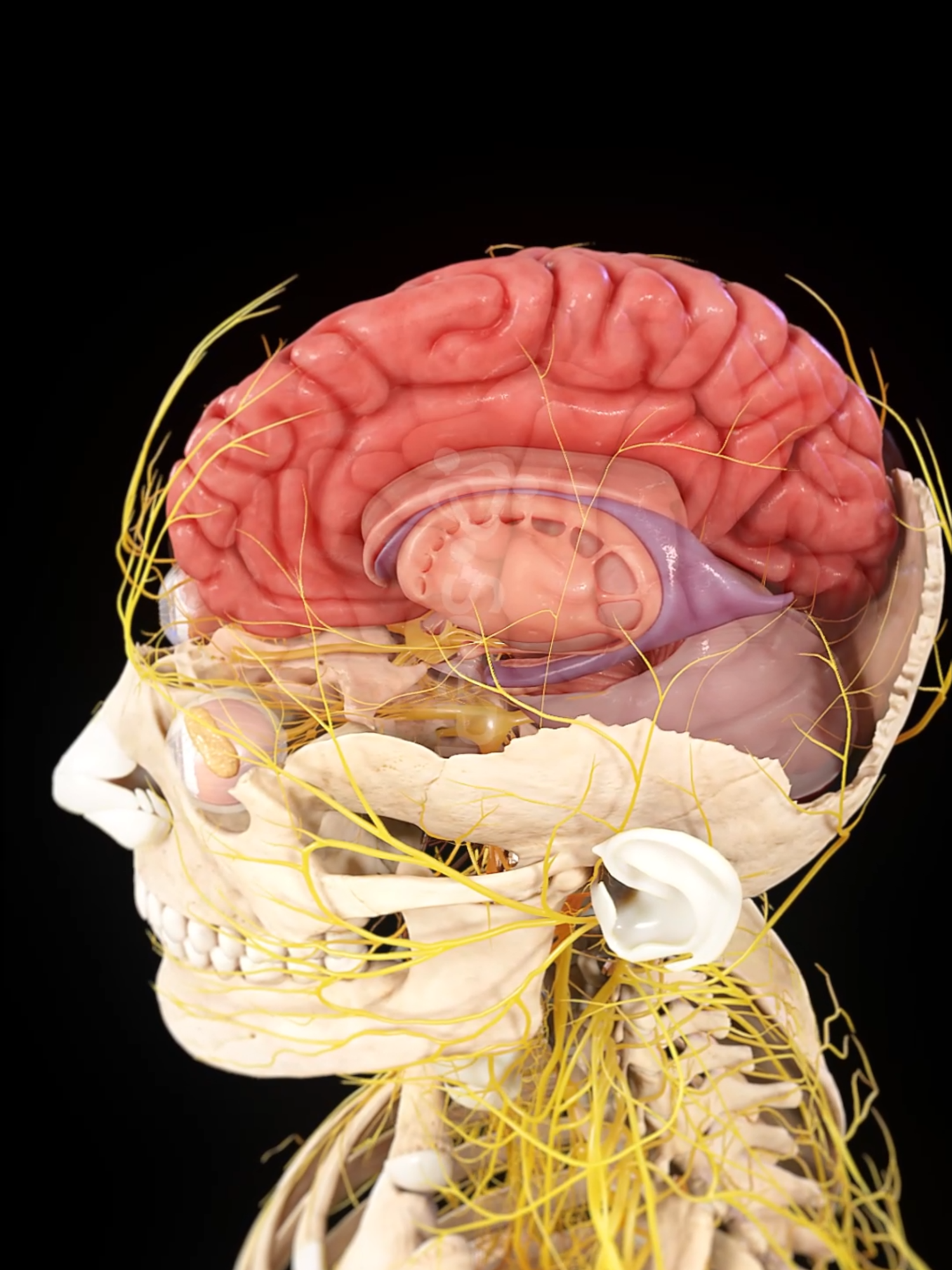 🧠 How Your Brain Works 🧠 This complex organ controls thoughts, emotions, and movement, processing information at lightning speed! Watch our 3D animation of the brain’s anatomy. #BrainAnatomy #MedicalAnimation #Neuroscience #meded #anatomy #medstudent #sciart #3d #animation #medart #scicomm #med #unity3d #neuro