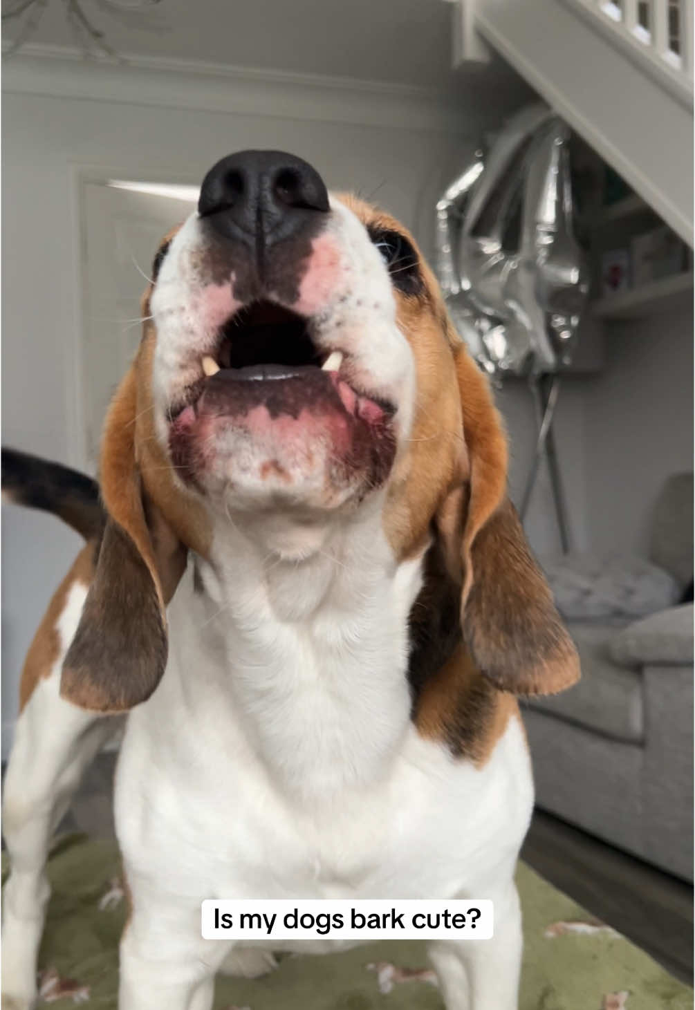He’s just warming up here, he’s about to go into full beagle howl! #beagle #dog #dogbark #cutebark #creatorsearchinsights 