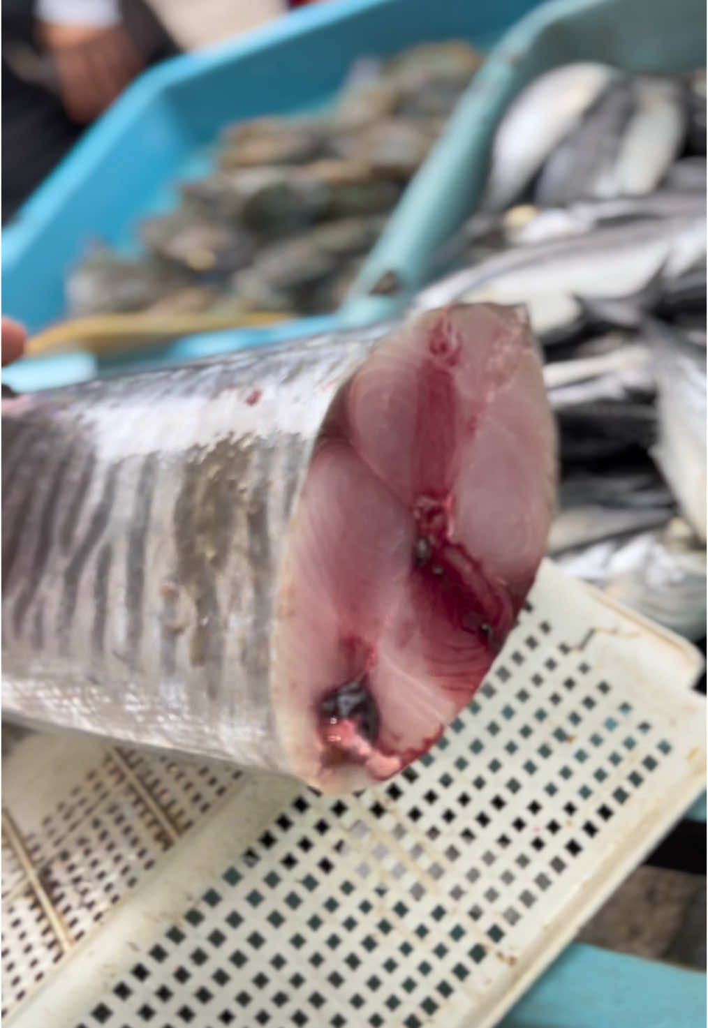 Tenggri segaq #segaq #segar #tenggri #king #kingfish #ikan #ikantenggiri #meen #fish #jeti #taman #melati #pasar #segar #fyp 
