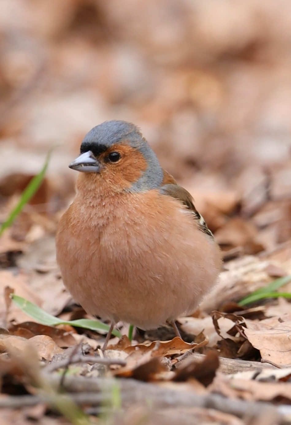 Chaffinch  #chaffinch #zięba #bird 