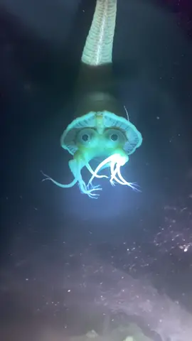 👀 | #seacreatures #foundfootage #weird #jellyfish 
