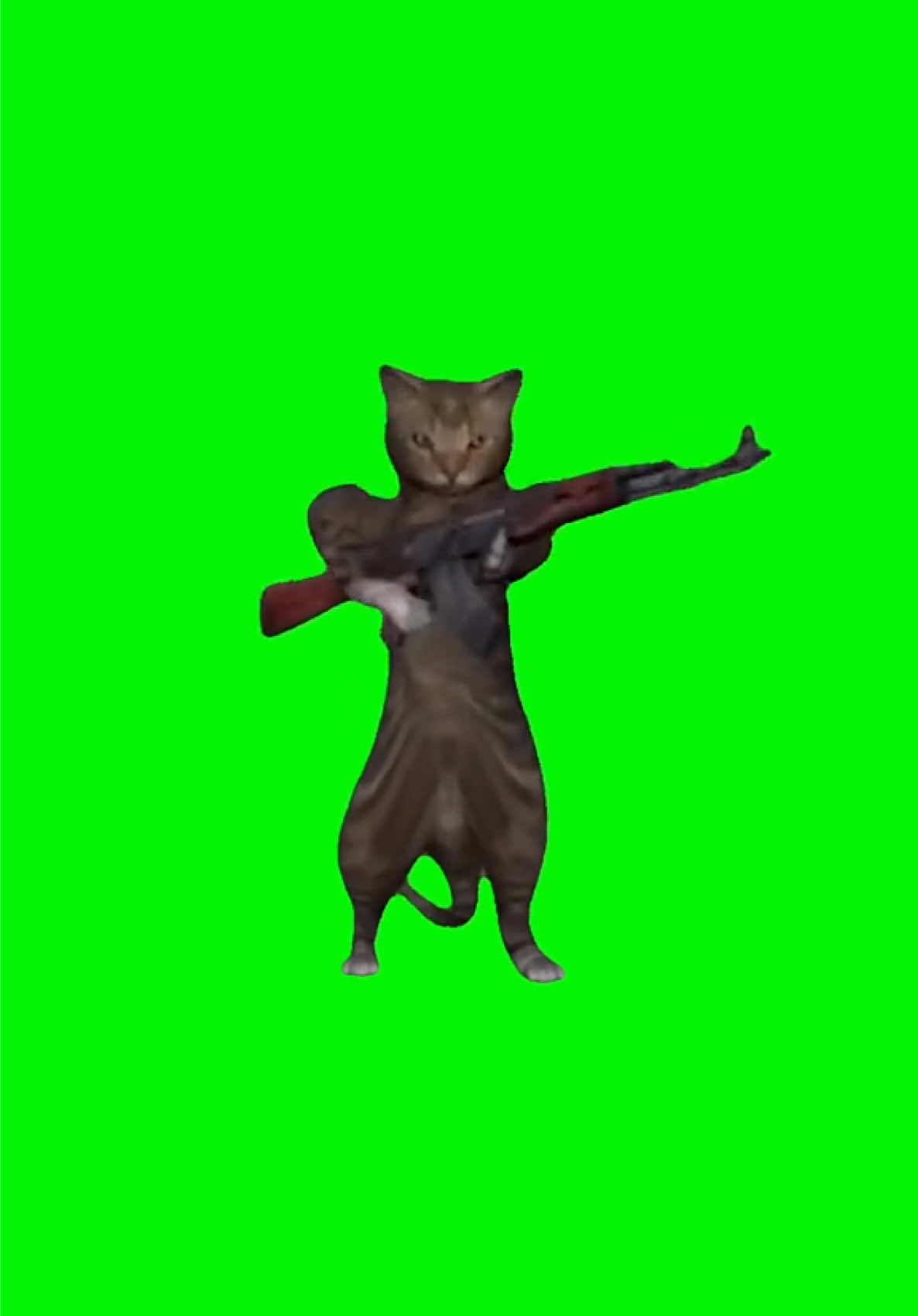 Cat shooting gun green screen