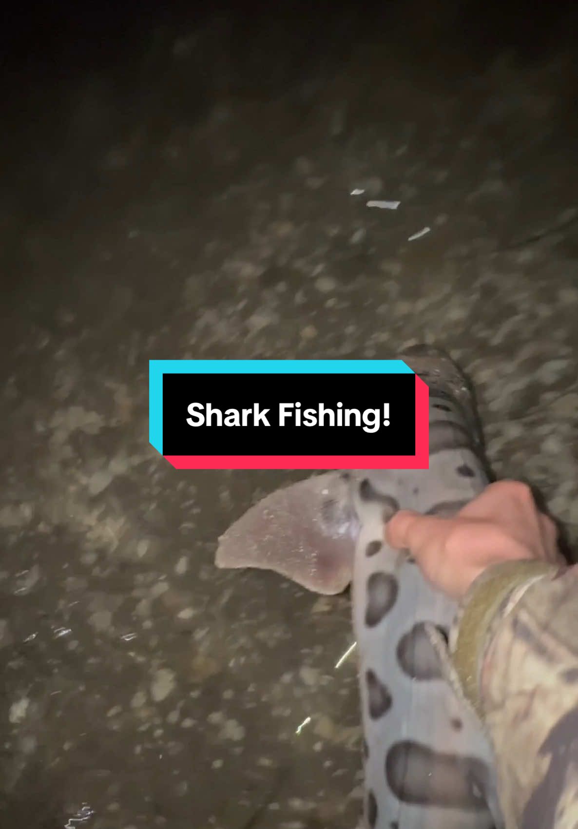 Shark Fishing! #fishing #fyp #angler #fishtok #fypシ #fishingvideo #fishingtiktoks #saltwaterfishing #fypviral #fishingfun #fypage #fish #fishingtime #shorts #fisherman #fishinggear #sharkfishing #fypp #Outdoors 