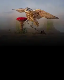 حبـگ ف الحشـا سوى حشودي،،