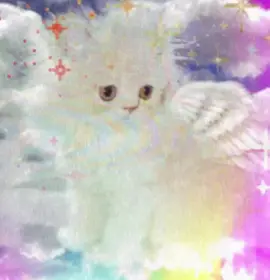 My angels #angels #angelcore #cat #cutecat #angelcat #rainbow #fairy #glitter #childhood #fyp #fip #fup #foryou #foryoupage❤️❤️ #rec #recommendations 