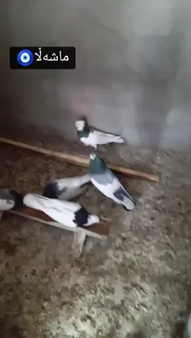 #ئەکتیڤ_سفڕە_یەک_تۆز_ئەکتیڤ_بن_دڵەکان😻💔 #ڵایک_و_کۆمێنت_و_فۆڵۆ_لەبیر_مەکەن #ئەکتیڤبن🥀🖤ـہہـ٨ــہ #دڵی_________________منن🌹٭٭ 