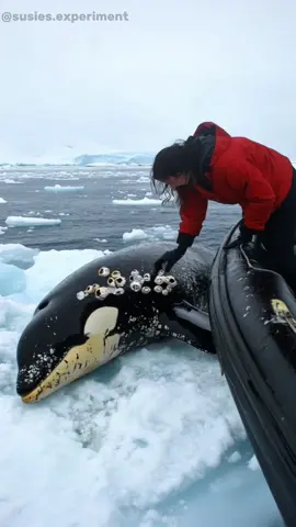 Rescuing an orca whale and removing its barnacles was an unforgettable experience! #orcarescue #animalrescue #savethewhales #whalerescue #antarctica #oceanconservation #marinelife #wildliferescue #sealife #protecttheocean #whalelover #fypusa 
