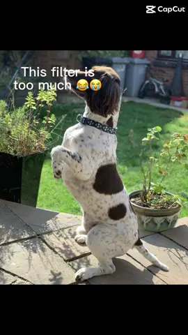 I am traumatised #aifilter #dog #wtf #capcut #fyp #trending #viral #funny 