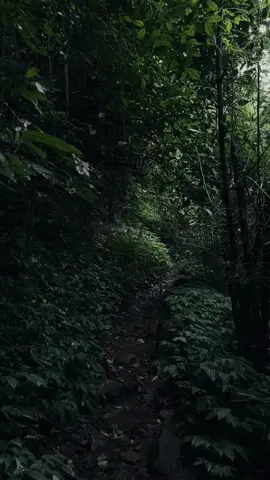 vibes hutan yg disukai anak introvert #bukitcendonopacet #pendakiindonesia #fyp #foryou 