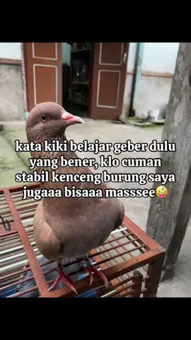 #merpatikolong #merpatilovers #merpati #merpatisprint #ppmbsi #merpatiindonesia #fypシ゚viral #lewatberanda 