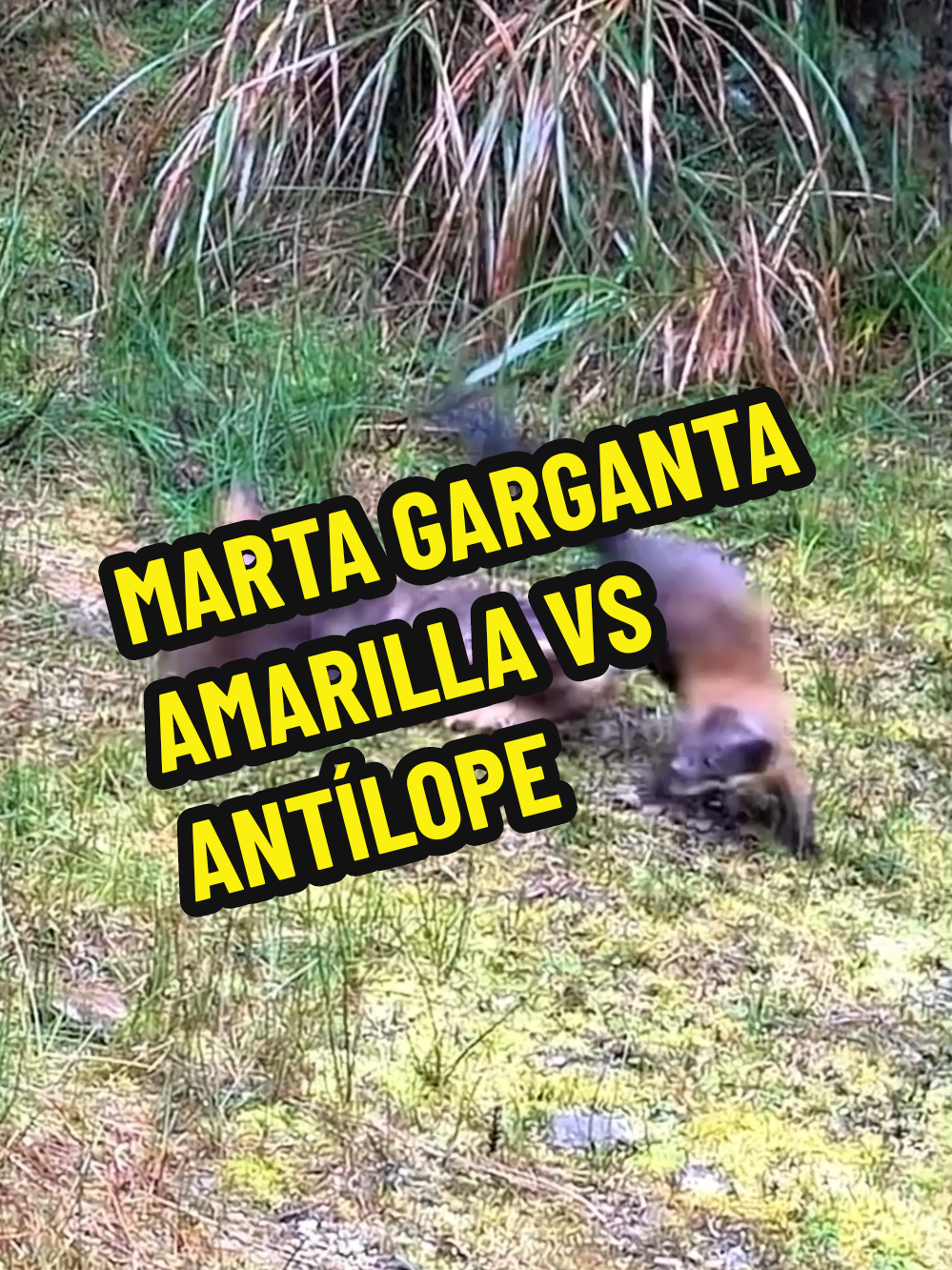 La tenaz Marta garganta amarilla vs el antílope enano. 🤯 Estas en algún lugar del sudeste asiático y te encuentras un evento animal estilo Nat Geo Wild, pues esta persona pudo documentar una marta garganta amarilla cazando un antílope, asi que aca te explicamos algunos datos sorprendentes  🔎 Familia: Pertenece a la familia Mustélido, junto con comadrejas, armiños, tejones, nutrias, grisones y carcayúes. Se encuentra en los bosques montañosos templados del Himalaya, el Sureste Asiático y el Este de Asia, incluyendo Rusia oriental y la península de Corea. ▪️Nota: La persona que graba no debe interferir en este comportamiento, todo en el reino animal debe seguir su rumbo natural. 🔬Marta de Garganta Amarilla (Martes flavigula) 📑Cualidades y agilidades: 📏 Tamaño: Los machos miden entre 50 y 71,9 cm de longitud, mientras que las hembras miden entre 50 y 62 cm. ⚖️ Peso: Los machos pesan entre 2,5 y 5,7 kg, y las hembras entre 1,6 y 3,8 kg. 🏃‍♀️ Velocidad y Agilidad: Las martas de garganta amarilla son rápidas y ágiles, capaces de moverse con destreza tanto en el suelo como en los árboles. 🍽️ Dieta: Omnívoros, se alimentan de frutos, semillas, plantas, pequeños y medianos mamíferos, aves, insectos y frutas. 🎯 Estrategia de Caza: Emplean una caza sigilosa y rápida, aprovechando su agilidad para sorprender a sus presas. Se mueven con rapidez y sigilo, atacando con precisión para capturar pequeños mamíferos, aves e insectos. ¡A veces, incluso cazan en grupos, maximizando sus posibilidades de éxito! #marta #antilope #asia 