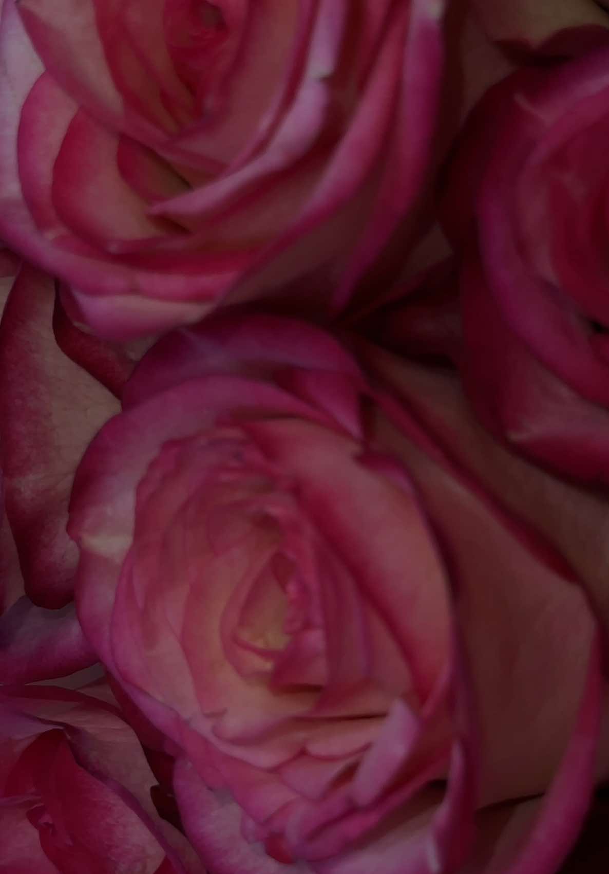 Fresh flower play a big part in my self-care 🌺 #freshflowers #roses #flowertok #flowerlover #SelfCare #romanticizeyourlife 