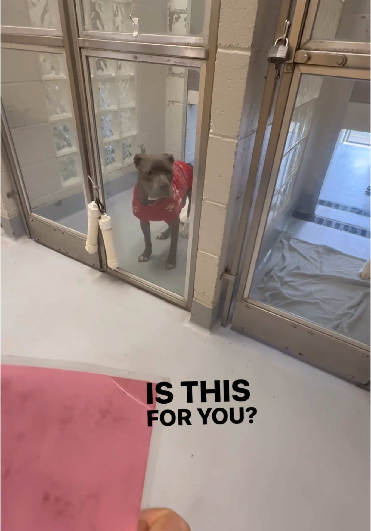 Today I got to visit the local dog shelter and tell Lola that she has a family!! #rescuedog #adoption #fyppppppppppppppppppppppp #rescue #dog #pitbull