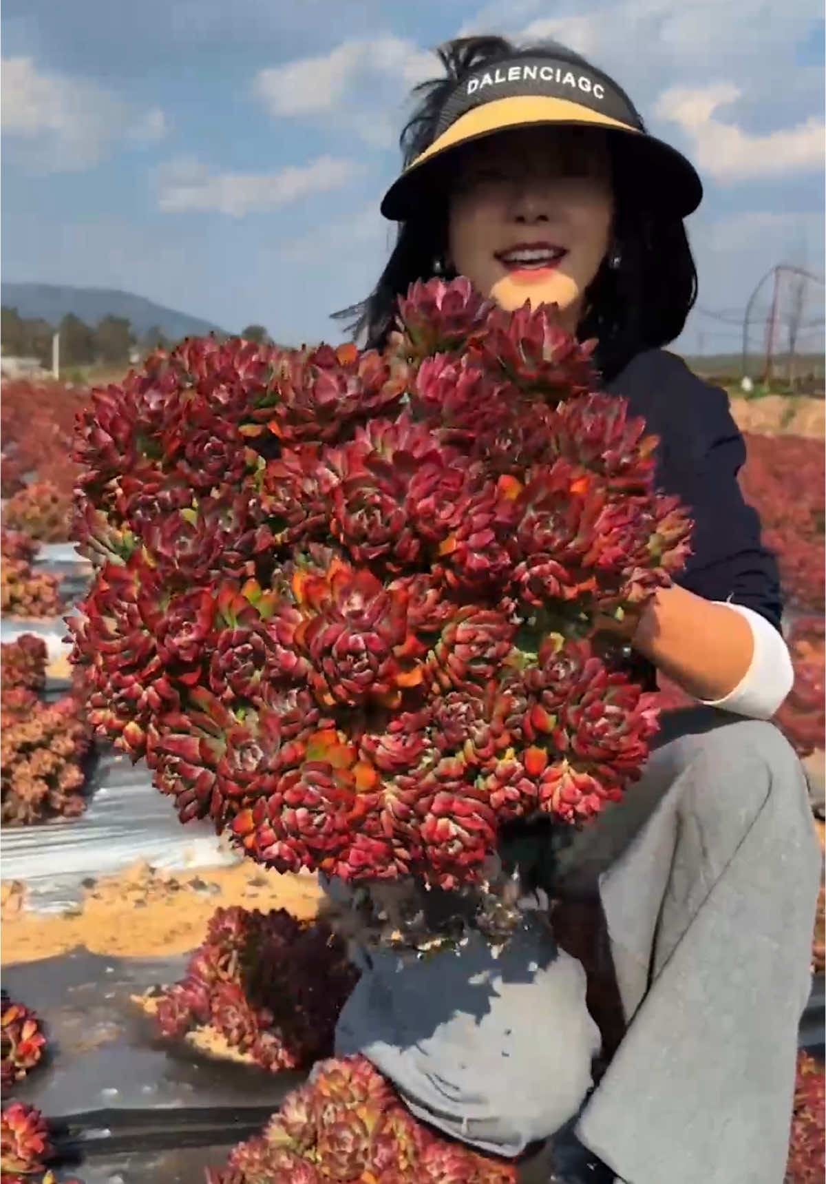 Trang trại sen đá 🪴 #senda #senđá #vuonsenda #succulents #suculentas 
