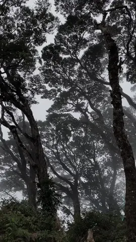 VIEW PUNCAK MANIK SAAT KABUT #salakviacimelati #2211mdpl #fypシ゚ 