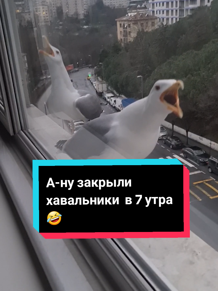 #люблюживотных #зойкинамама #птицы #чайка #зойкачайка 