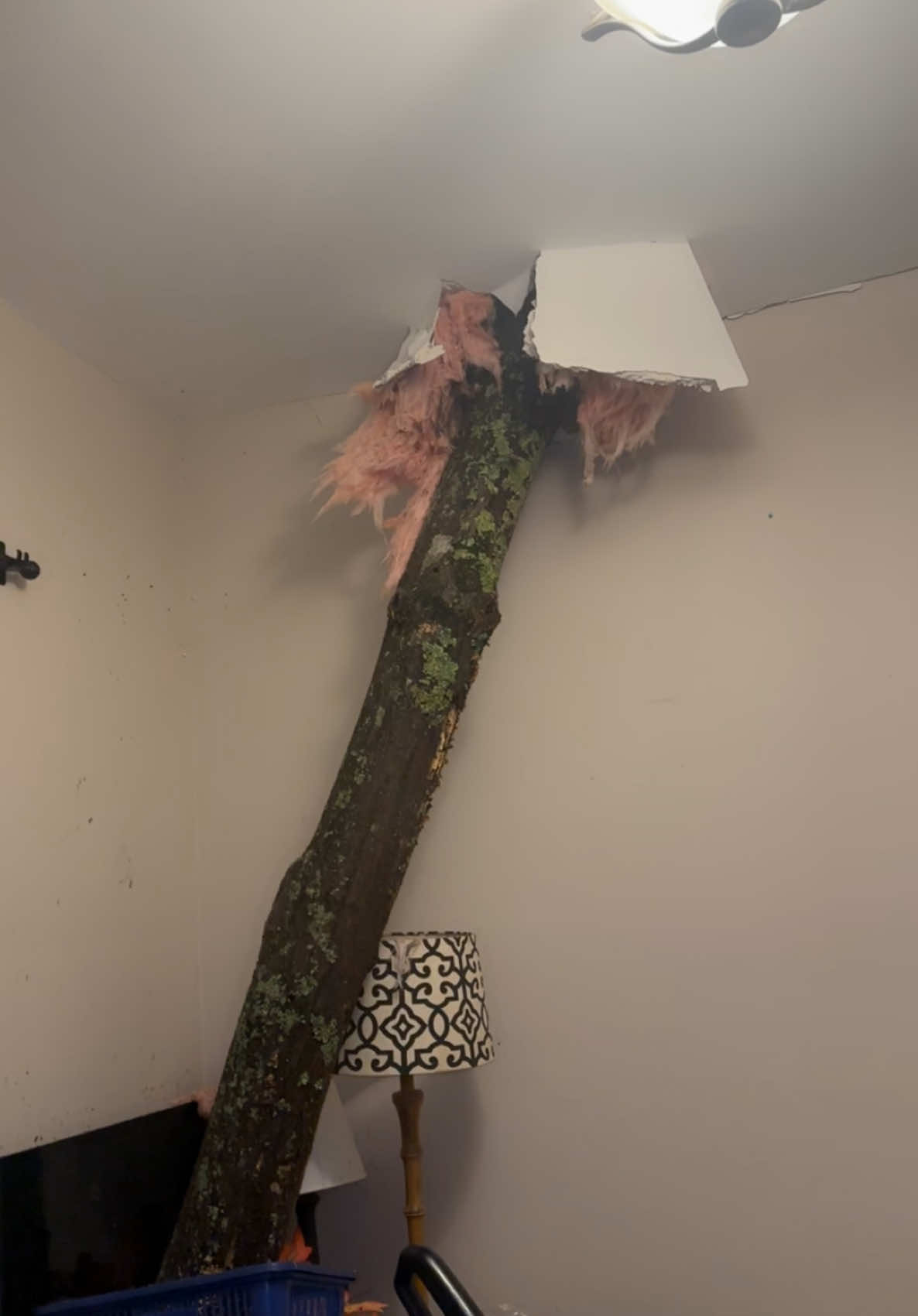 So this was 10 ft from our bed, that’s scary lmao  #tornado #tree #tornadodamage  #darkhumor #funnymoments #funnyvideo #funnytiktok #fyp #fypシ #fypage #trending #lmao