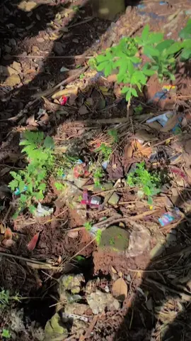 Inpo sengon laut siap tebang😊😁#sengonbalap #kayumanis #fyp #bakulkayusengon 