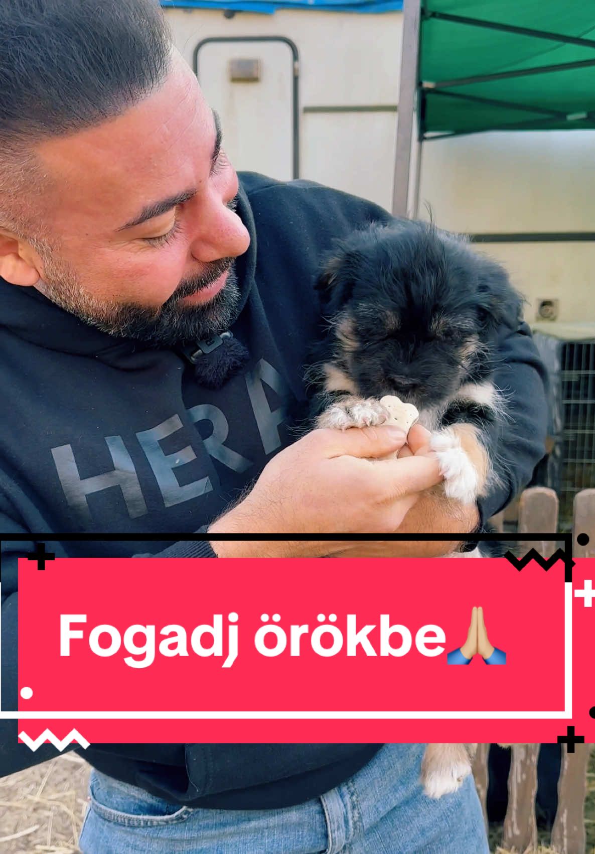 #FogadjÖrökbe #Örökbefogadás #MenhelyiKutyák #MenhelyiÁllatok #Állatmentés #Állatvédelem #MenhelyiGazdi #EgyÉletEgyEsély #FelelősGazdi #SzeressEgyKutyát #KutyaMacskaBarát #Kutyások #KutyásÉlet #Kiskutya #Állatbarát #HappyDog #DogLover #PetAdoption #DogsOfTikTok #CuteAnimals #FYP #ForYou #Trending #Viral #Foryoupage #TiktokDogs #viraldogs @Segitő-Kezű-Krisz 🖐️🐾🙏 
