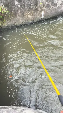 Tak kasih info spot derbang an bantul bolo daerah lor embung merdeka umpan magot haup2  . . . #fyp #mancingmania #1080p60fps #fyppppppppppppppppppppppp #mancing #waderhunter #mancing #mancingmaniajogjakarta 