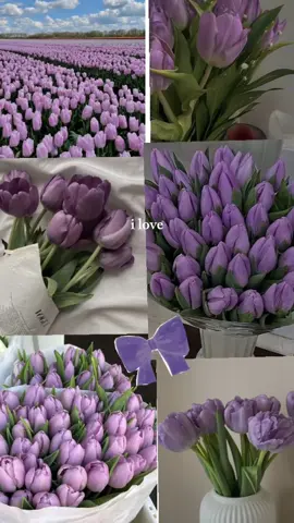 #foryoupage #fypシ #purple #tulips 🌷🌷🌷🌷🌷
