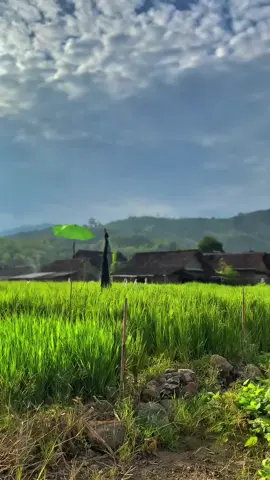 Semangat pagi😊😊#drivermuda #fypppoppppppppppppppppppシ #jember24jam🔥 #dumptruck #cantermaniaindonesia 