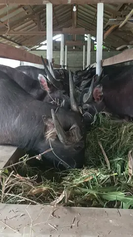 toke#buffalo #bosmuda #fyge #fyg #ceritahebat #nikmat #peternakmuda #kemudahan #senyumibu #harapankeluarga ###perintis #kerbauviral🐃 #vypシ✌️❤️ #vyp #kerbau #kerbauhitam #peternaksapiindonesia 