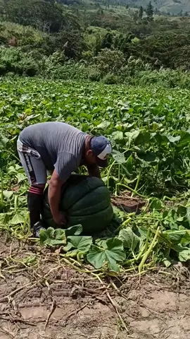 siempre produciendo calidad...#oxapampa_perú💚 nos encontramos a más de 1800 msnm...✨💯