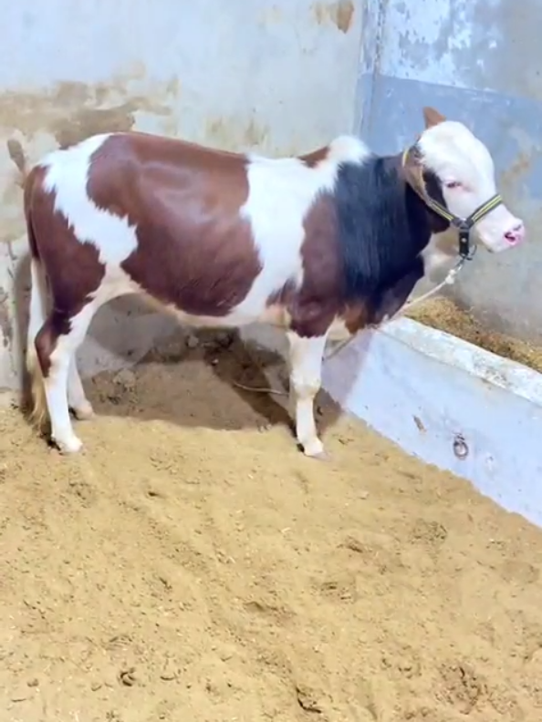 Gulabi Codu 💖 #tiktok #foryou #foryoupage #qurbani 