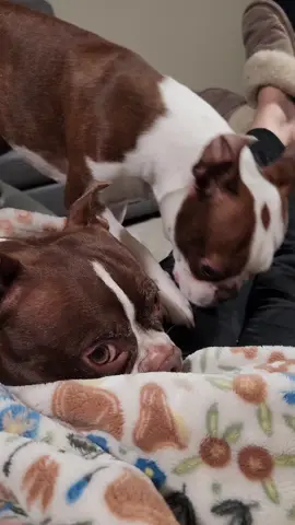 🤣🤣🤣🤣 Rosie is an expert level  scoocher. 