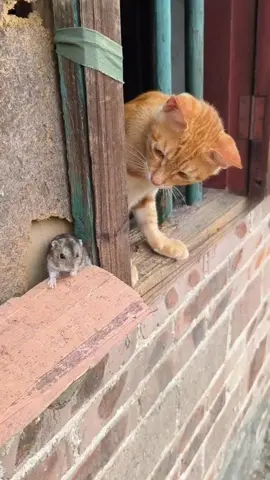 new funny video 2025 #funnytiktok #funnyclips #funnycat #catvideo #funnydog #comedyvideo #funnymemes #trendingnow #viral_video @Cat your highness🌸 @loyal_lab_friend 