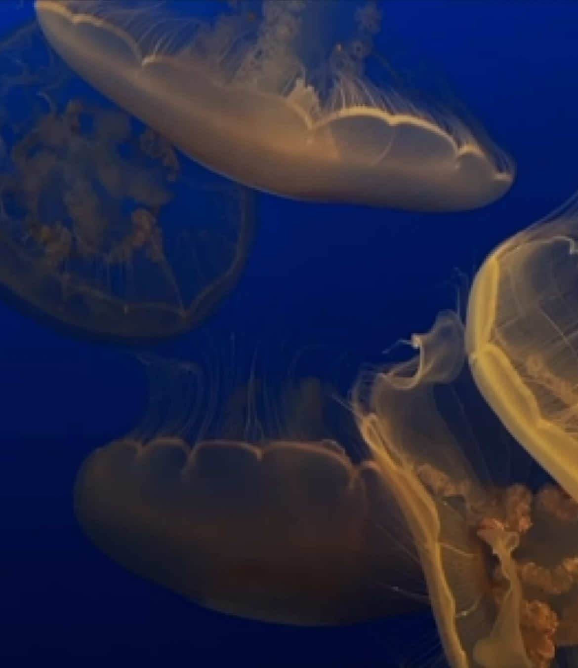 Aquarium Date 🐡 - Monterey Bay Aquarium  . . . #cinematography #cinematics #videography #fyp #foryoupage #blowthisupforme #aesthetic #beautiful 