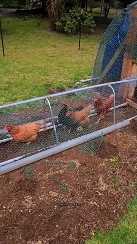 🐔🤔 Você já ouviu falar nos túneis para galinhas? Descubra como essa ideia inteligente funciona!  . #galinhas #avicultura #galinha #aves #fazenda #roça #fazenda #dicas #curiosidades #fyp 