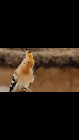 لماذا الهدهد
