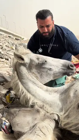 #rescue #foryoupage #aninals #help #Love #viral #alisafari #nevergiveup #horse #cute 