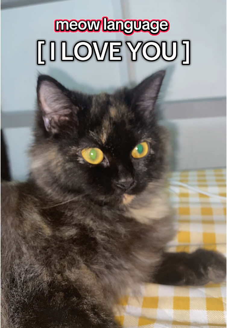 Meow Language ‘I love you’ #cat #catsoftiktok #cattips #meowlanguage #catlanguage #cutecat #fyp 