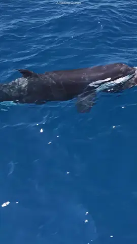 An unforgettable encounter with orcas 🐳 #amazingocean #orca 