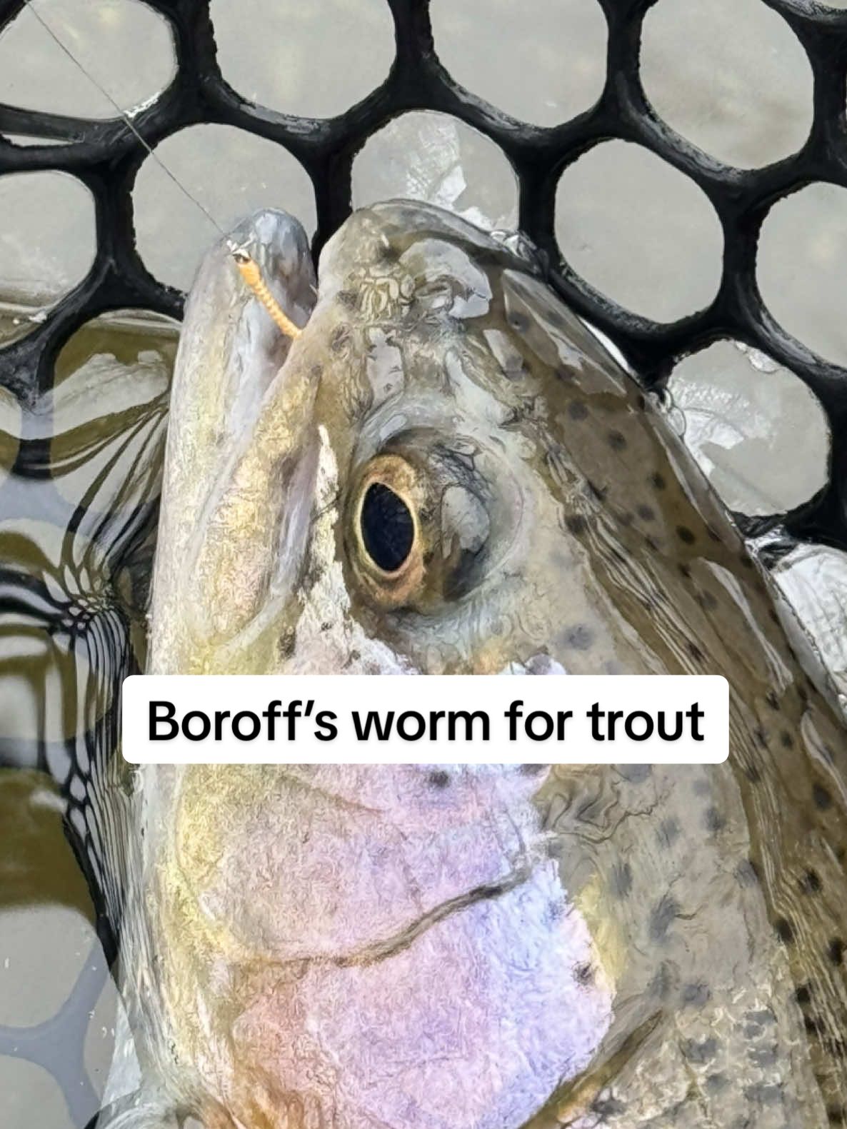 There is this fly tyer named Tyler Boroff. His flies should be illegal. They catch too many trout. If you go to @Fulling_Mill and type boroff in the search box, you’ll see his flies. Life like patterns. #troutfishing #troutfly #rainbowtrout #flyfisher #troutfishing #fishing 