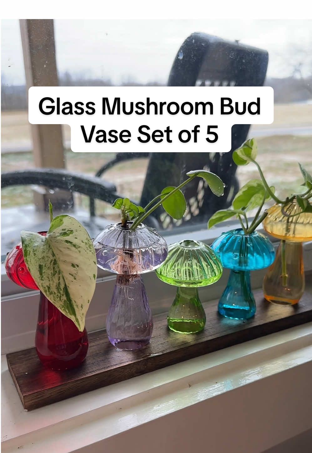 Elevate your home decor with a stunning set of 5 glass mushroom bud vases nestled in a beautiful wooden tray. Perfect for showcasing cut flowers or propagating your favorite plants, these vases bring a touch of boho charm to any space. Transform your living area into a stylish oasis with this unique blend of functionality and aesthetic appeal! 🌿 ✨ #HomeDecor #BudVases #BohoStyle #PlantPropagation #FlowerArrangement #launchpadleaderboard #TikTokShopRestock 