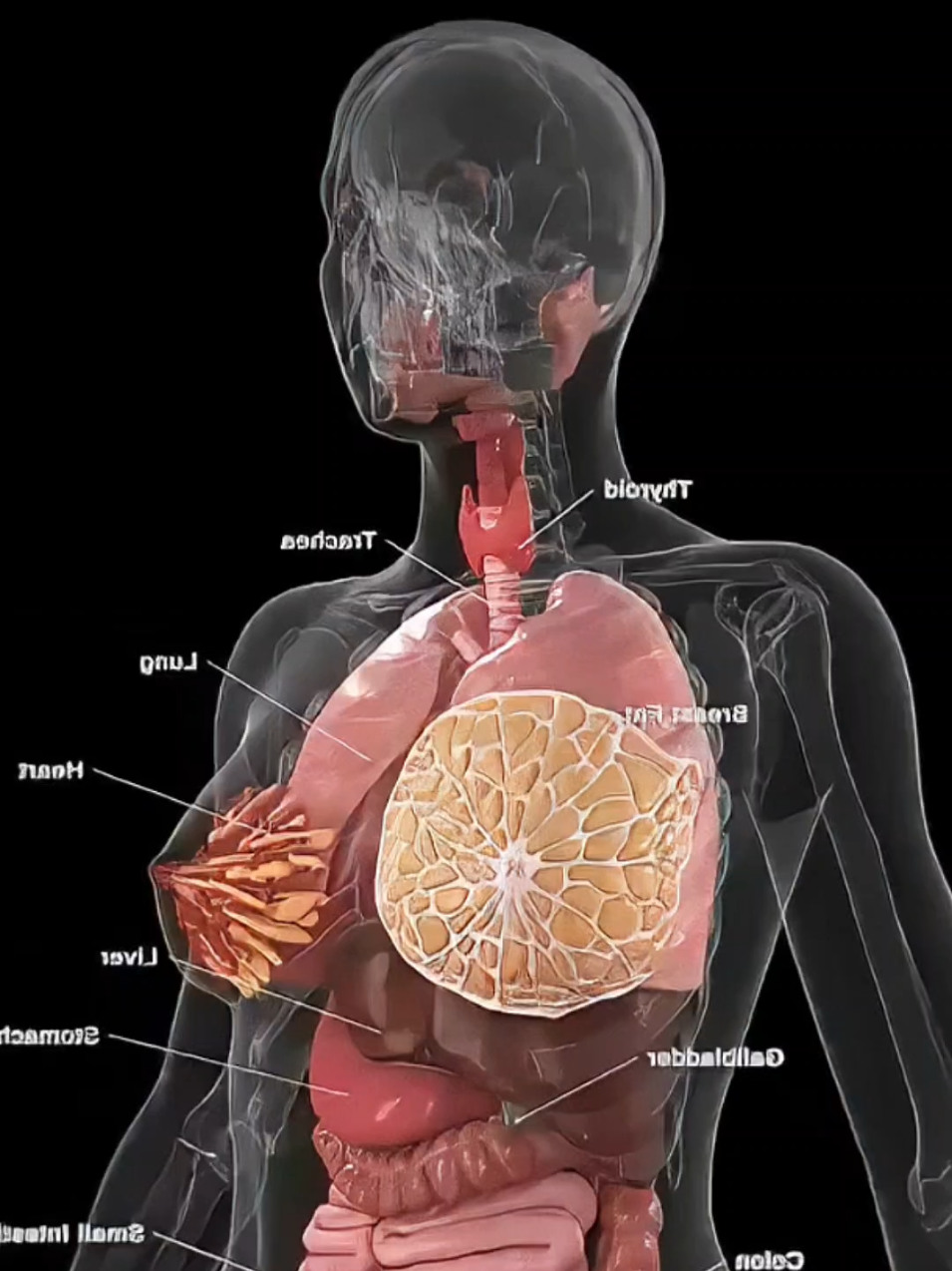 uma fruta e um benefício  #frutassaudáveis #saude #frutas #alimentossaudaveis #Saude #beneficiosdasfrutas #fruta 