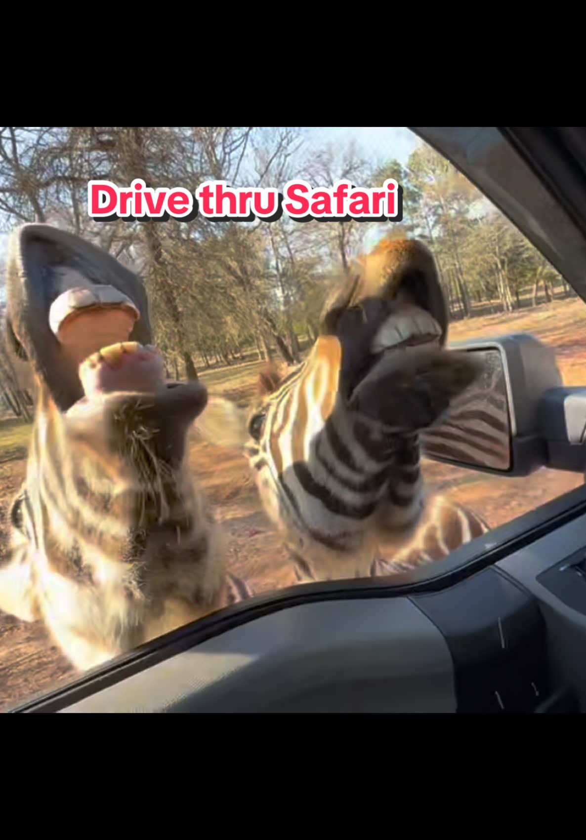 My son @AJames & his girlfriend @a$h went to a drive thru safari in Texas & sent me highlights from the trip 😂 The animals were in the car grabbing food 😂😂😂 #drivethrusafari #drivethrusafarigonewrong #feedinganimals #funnyvideo #safari #safaripark 