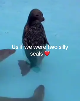 Silly silly seal core#seals#sealccore#us?