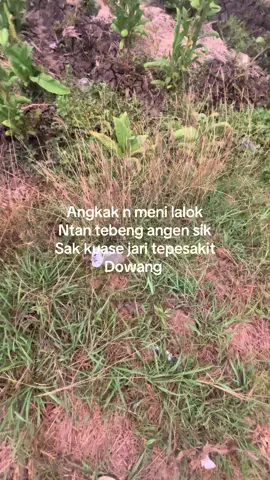 #soudnviral #lombokvirall🌴🌴 #fyp #fyfyfyfyfyfyfyfyfyfyfyfyfyfyfyfyfyfy 