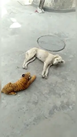 Dog is afraid of toys #dog #pet #animals #usa🇺🇸 #foyou 