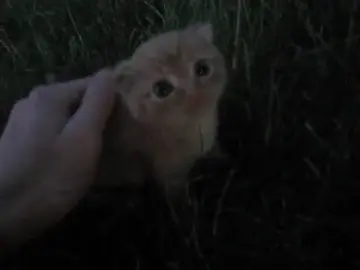 Tiny Ginger Kitten Gets Lovingly Pet for the First Time Watch this adorable baby orange kitten melt into gentle head pats! Its big, curious eyes and tiny frame make this the cutest moment you’ll see today. Pure happiness in a furry little package! #cat #catsoftiktok #kitty #fy #fyp #pets #happy 