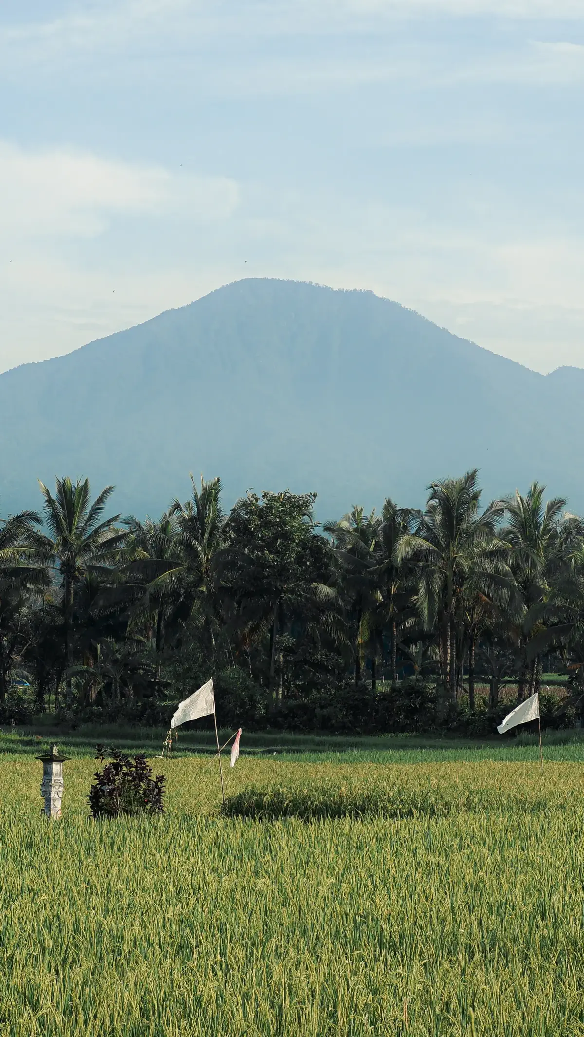 Morning view . . #morningvibes #morningview #fypシ #fyp #photography #lighroom #bali #sawah 
